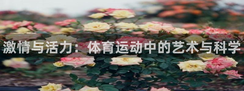 新球体育即时分